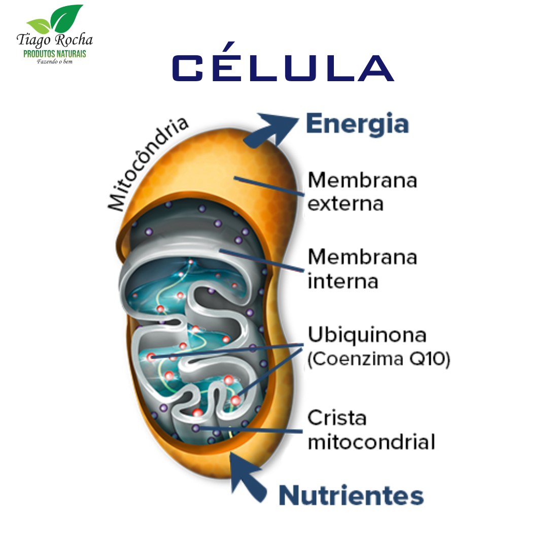 Kit10 Coenzima Q10 a Vitamina do Atleta - Imagem 4