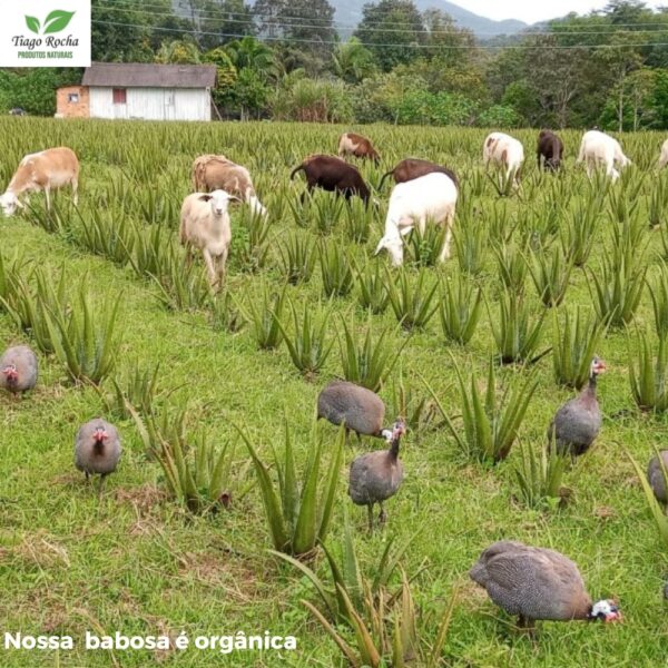 Kit promoção Suco Babosa Aloe Vera Tiago Rocha Leve 5 pague 4