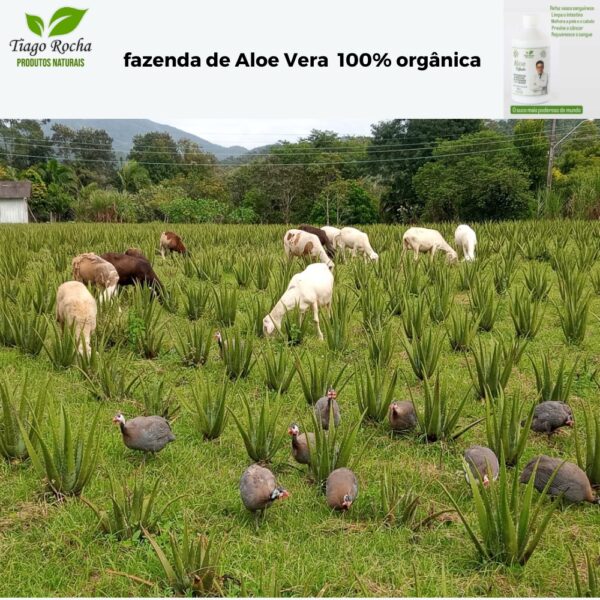 Kit promoção Suco Babosa Aloe Vera Tiago Rocha Leve 5 pague 4