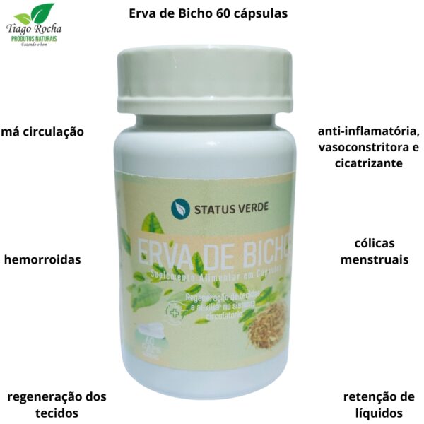 Erva de Bicho Circulação 60 Cápsulas