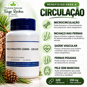 pinus pinaster